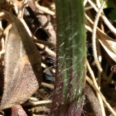 Unidentified Orchid at Namadgi National Park - 10 Oct 2017 by MattM