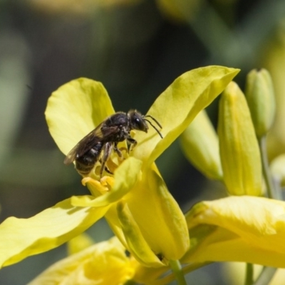 Lasioglossum (Chilalictus) sp. (genus & subgenus) (Halictid bee) at Murrumbateman, NSW - 10 Oct 2017 by SallyandPeter