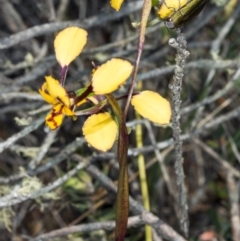 Diuris pardina (Leopard Doubletail) at Gungahlin, ACT - 10 Oct 2017 by DerekC