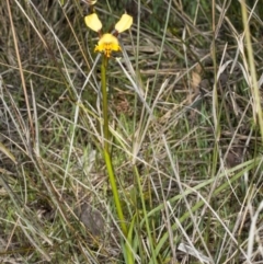 Diuris pardina at Gungahlin, ACT - 10 Oct 2017