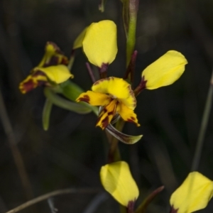 Diuris pardina at Gungahlin, ACT - 10 Oct 2017