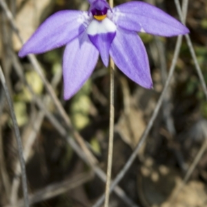 Glossodia major at Gungahlin, ACT - 10 Oct 2017