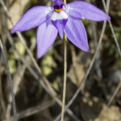 Glossodia major (Wax Lip Orchid) at Mulligans Flat - 10 Oct 2017 by DerekC