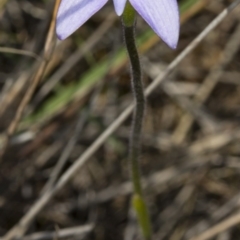 Glossodia major at Gungahlin, ACT - 10 Oct 2017