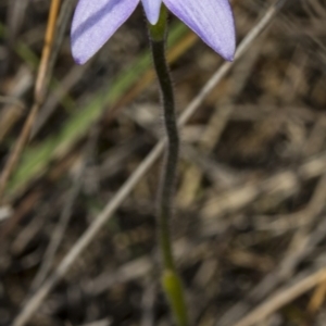 Glossodia major at Gungahlin, ACT - 10 Oct 2017