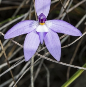 Glossodia major at Gungahlin, ACT - 10 Oct 2017