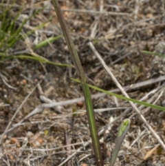 Thelymitra (genus) (sun orchids) at Gungahlin, ACT - 10 Oct 2017 by DerekC