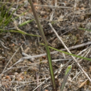 Thelymitra sp. at Gungahlin, ACT - 10 Oct 2017