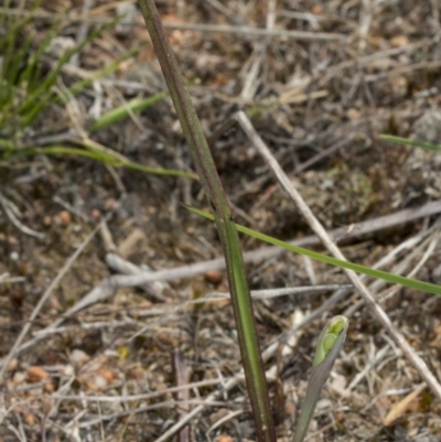 Thelymitra sp. (A Sun Orchid) at Gungahlin, ACT - 10 Oct 2017 by DerekC