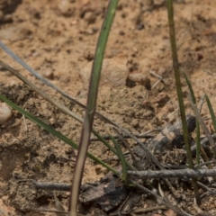 Thelymitra sp. at Gungahlin, ACT - 10 Oct 2017