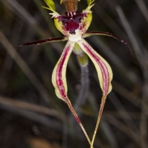 Caladenia atrovespa at Canberra Central, ACT - 8 Oct 2017