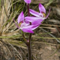 Caladenia carnea (Pink Fingers) at Point 20 - 8 Oct 2017 by DerekC