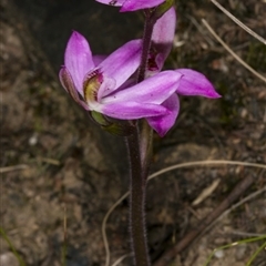 Caladenia carnea at Point 20 - suppressed