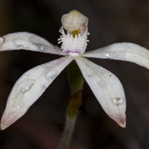 Caladenia ustulata at Point 20 - suppressed