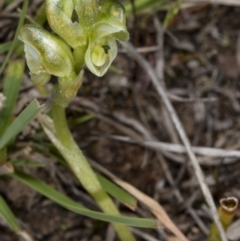 Hymenochilus cycnocephalus (Swan greenhood) at Point 20 - 8 Oct 2017 by DerekC