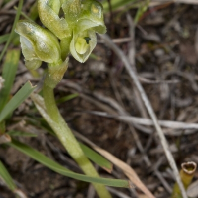 Hymenochilus cycnocephalus (Swan greenhood) at Molonglo Valley, ACT - 8 Oct 2017 by DerekC