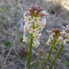 Stackhousia monogyna (Creamy Candles) at National Arboretum Forests - 1 Oct 2017 by JanetRussell