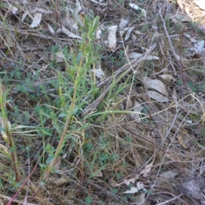 Hypericum perforatum at Molonglo Valley, ACT - 1 Oct 2017