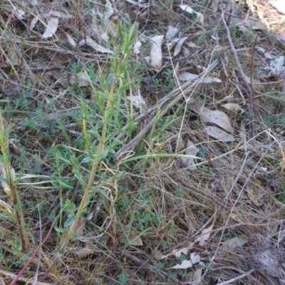 Hypericum perforatum (St John's Wort) at Molonglo Valley, ACT - 1 Oct 2017 by JanetRussell