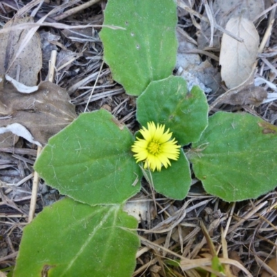 Cymbonotus sp. (preissianus or lawsonianus) (Bears Ears) at National Arboretum Forests - 1 Oct 2017 by JanetRussell