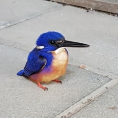 Ceyx azureus (Azure Kingfisher) at Yarralumla, ACT - 10 Oct 2017 by PCS - Biosecurity Officer (TO4)