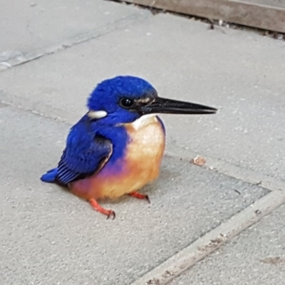 Ceyx azureus (Azure Kingfisher) at Yarralumla, ACT - 10 Oct 2017 by PCS - Biosecurity Officer (TO4)