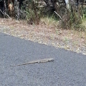 Varanus rosenbergi at Wamboin, NSW - 12 Mar 2016