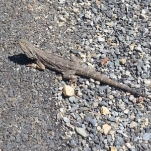 Pogona barbata at Wamboin, NSW - suppressed