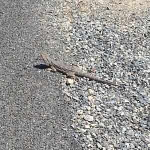 Pogona barbata at Wamboin, NSW - 10 Oct 2017