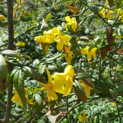 Jasminum mesnyi at Isaacs Ridge - 11 Oct 2017 by Mike