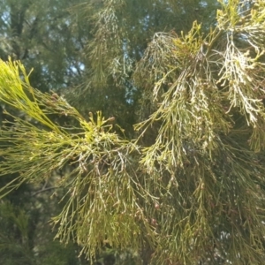 Exocarpos cupressiformis at Wanniassa Hill - 11 Oct 2017