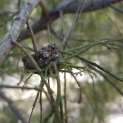 Fungal gall of Exocarpos sp. at Tuggeranong DC, ACT - 11 Oct 2017 by Mike