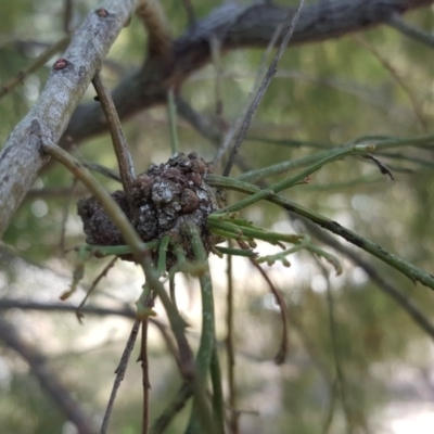 Fungal gall of Exocarpos sp. at Tuggeranong DC, ACT - 11 Oct 2017 by Mike