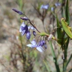 Stypandra glauca (Nodding Blue Lily) at Wanniassa Hill - 11 Oct 2017 by Mike