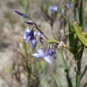 Stypandra glauca at Jerrabomberra, ACT - 11 Oct 2017 12:06 PM