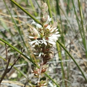 Brachyloma daphnoides at Wanniassa Hill - 11 Oct 2017