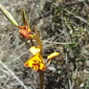 Diuris semilunulata at Wanniassa Hill - 11 Oct 2017