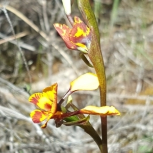 Diuris semilunulata at Wanniassa Hill - 11 Oct 2017