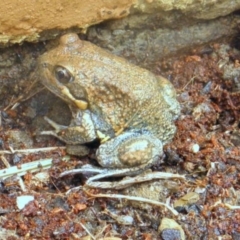 Limnodynastes dumerilii (Eastern Banjo Frog) at Wamboin, NSW - 5 Nov 2012 by Varanus