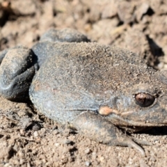 Limnodynastes dumerilii (Eastern Banjo Frog) at Wamboin, NSW - 3 Oct 2017 by Varanus