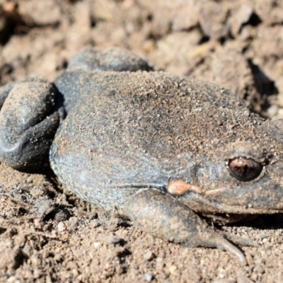 Limnodynastes dumerilii (Eastern Banjo Frog) at Wamboin, NSW - 3 Oct 2017 by Varanus