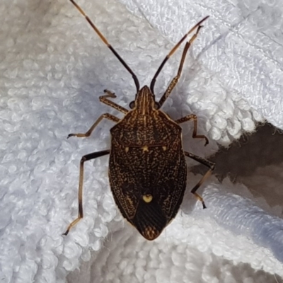 Poecilometis strigatus (Gum Tree Shield Bug) at Queanbeyan West, NSW - 11 Oct 2017 by Speedsta