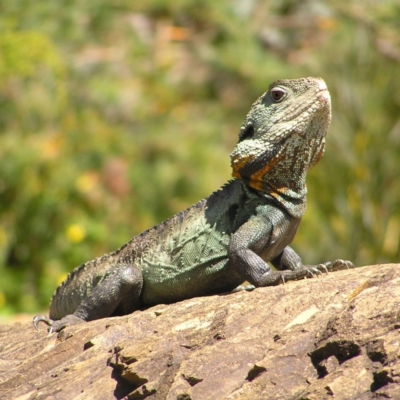 Intellagama lesueurii howittii (Gippsland Water Dragon) at Acton, ACT - 11 Oct 2017 by MatthewFrawley