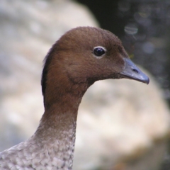 Chenonetta jubata (Australian Wood Duck) at ANBG - 11 Oct 2017 by MatthewFrawley