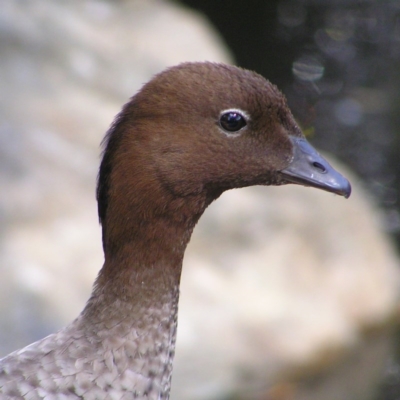 Chenonetta jubata (Australian Wood Duck) at ANBG - 11 Oct 2017 by MatthewFrawley