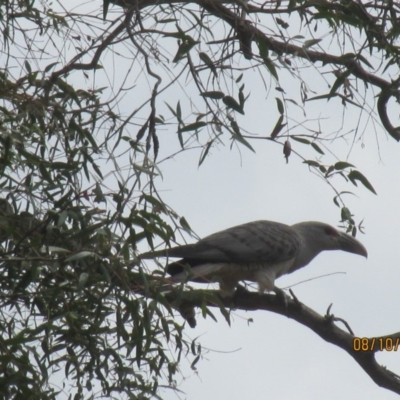 Scythrops novaehollandiae (Channel-billed Cuckoo) at Wolumla, NSW - 8 Oct 2017 by PatriciaDaly