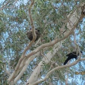 Corcorax melanorhamphos at Wolumla, NSW - 10 Oct 2017 09:21 AM