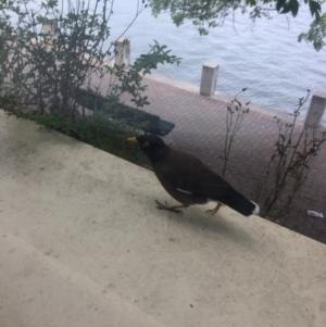 Acridotheres tristis at Greenway, ACT - 11 Oct 2017 04:11 PM