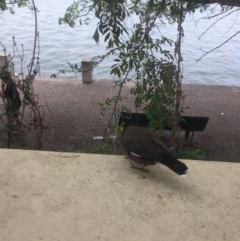 Acridotheres tristis at Greenway, ACT - 11 Oct 2017 04:11 PM