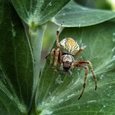 Salsa fuliginata (Sooty Orb-weaver) at Banks, ACT - 10 Oct 2017 by UserfaKgHkxs